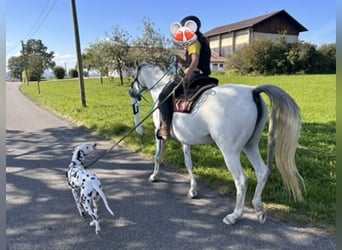 Vollblutaraber, Stute, 11 Jahre, 148 cm, Schimmel