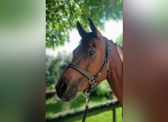 Vollblutaraber, Stute, 11 Jahre, 152 cm, Brauner
