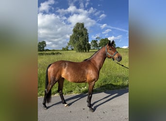 Vollblutaraber, Stute, 11 Jahre, 152 cm, Brauner