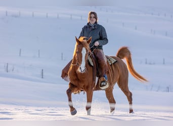Vollblutaraber, Stute, 11 Jahre, 152 cm, Fuchs