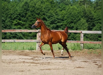 Vollblutaraber, Stute, 11 Jahre, 154 cm, Fuchs