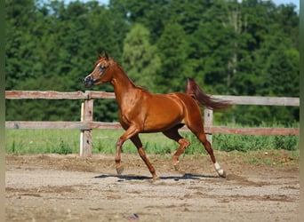 Vollblutaraber, Stute, 11 Jahre, 154 cm, Fuchs