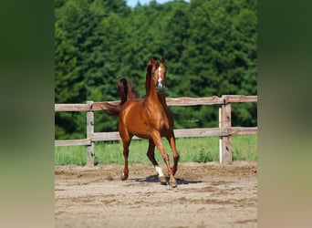 Vollblutaraber, Stute, 11 Jahre, 154 cm, Fuchs
