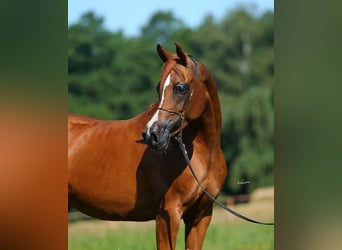 Vollblutaraber, Stute, 11 Jahre, 154 cm, Fuchs