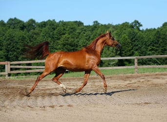 Vollblutaraber, Stute, 11 Jahre, 154 cm, Fuchs