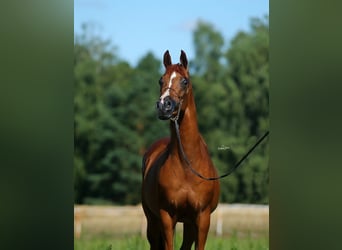 Vollblutaraber, Stute, 11 Jahre, 154 cm, Fuchs