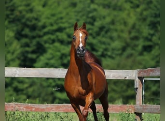 Vollblutaraber, Stute, 11 Jahre, 154 cm, Fuchs