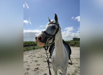Vollblutaraber, Stute, 11 Jahre, 155 cm, Schimmel