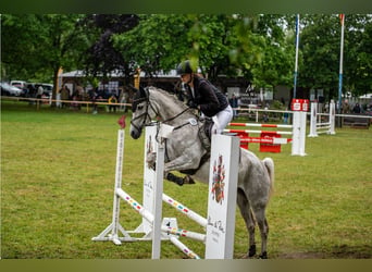 Vollblutaraber, Stute, 11 Jahre, 157 cm, Schimmel