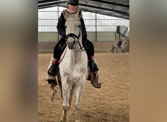 Vollblutaraber, Stute, 11 Jahre, 157 cm, Schimmel