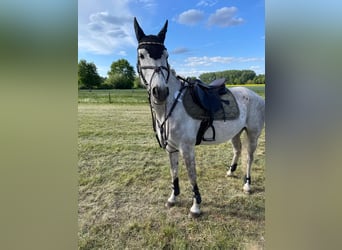 Vollblutaraber, Stute, 11 Jahre, 157 cm, Schimmel