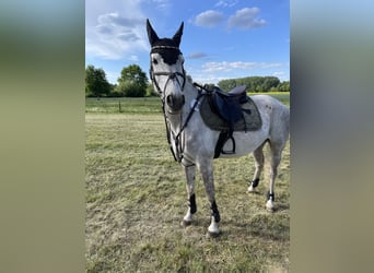 Vollblutaraber, Stute, 11 Jahre, 157 cm, Schimmel