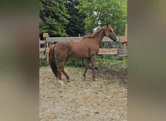 Vollblutaraber, Stute, 11 Jahre, 160 cm, Fuchs