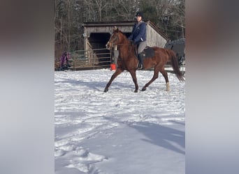 Vollblutaraber Mix, Stute, 11 Jahre, 163 cm, Dunkelfuchs