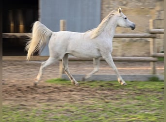 Vollblutaraber, Stute, 11 Jahre, Fliegenschimmel