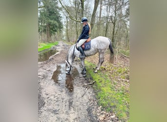 Vollblutaraber, Stute, 12 Jahre, 146 cm, Schimmel