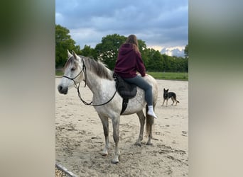 Vollblutaraber, Stute, 12 Jahre, 146 cm, Schimmel