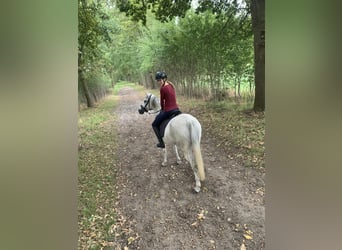 Vollblutaraber, Stute, 12 Jahre, 148 cm, Schimmel