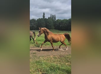 Vollblutaraber, Stute, 12 Jahre, 152 cm, Rotbrauner
