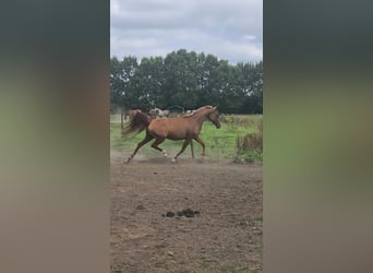 Vollblutaraber, Stute, 12 Jahre, 152 cm, Rotbrauner