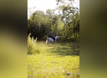 Vollblutaraber, Stute, 12 Jahre, 152 cm, Schimmel