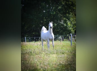 Vollblutaraber, Stute, 12 Jahre, 152 cm, Schimmel