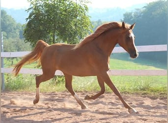 Vollblutaraber, Stute, 12 Jahre, 153 cm, Fuchs