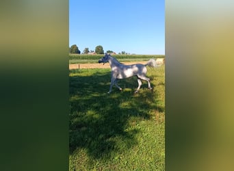 Vollblutaraber, Stute, 12 Jahre, 155 cm, Schimmel