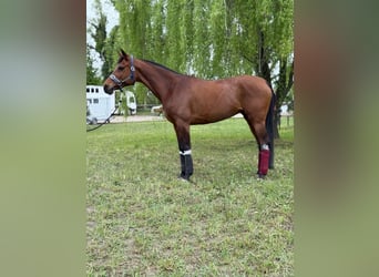 Vollblutaraber, Stute, 12 Jahre, 159 cm, Rotbrauner