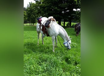 Vollblutaraber, Stute, 12 Jahre, Schimmel