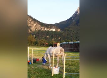 Vollblutaraber, Stute, 12 Jahre, Schimmel