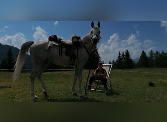 Vollblutaraber, Stute, 12 Jahre, Schimmel