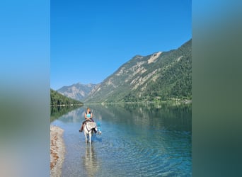 Vollblutaraber, Stute, 12 Jahre, Schimmel