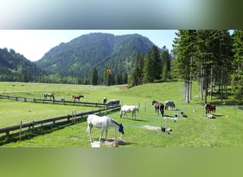 Vollblutaraber, Stute, 12 Jahre, Schimmel