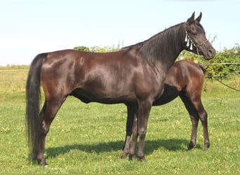 Vollblutaraber, Stute, 13 Jahre, 152 cm, Rappe
