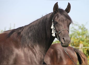 Vollblutaraber, Stute, 13 Jahre, 152 cm, Rappe