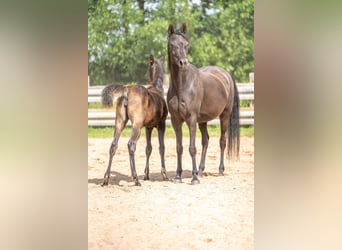 Vollblutaraber, Stute, 13 Jahre, 152 cm, Rappe