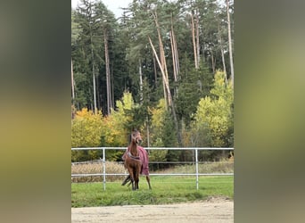 Vollblutaraber, Stute, 13 Jahre, 155 cm, Brauner