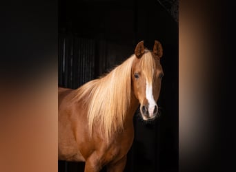 Vollblutaraber, Stute, 13 Jahre, 155 cm, Dunkelfuchs