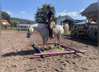 Vollblutaraber, Stute, 13 Jahre, 156 cm, Schimmel