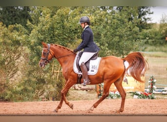 Vollblutaraber, Stute, 13 Jahre, 157 cm, Fuchs