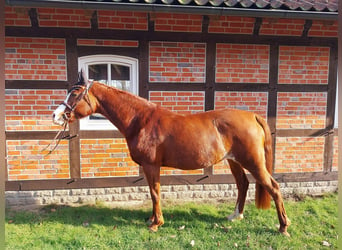 Vollblutaraber, Stute, 13 Jahre, 158 cm, Fuchs