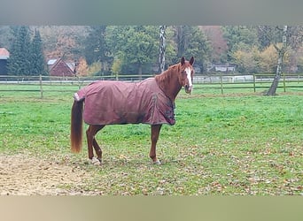 Vollblutaraber, Stute, 13 Jahre, 158 cm, Fuchs