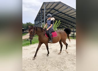Vollblutaraber, Stute, 13 Jahre, Brauner