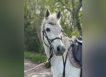 Vollblutaraber, Stute, 13 Jahre, Schimmel