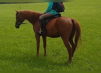 Vollblutaraber, Stute, 15 Jahre, 148 cm, Fuchs