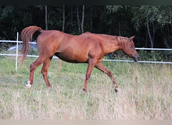 Vollblutaraber, Stute, 15 Jahre, 148 cm, Fuchs