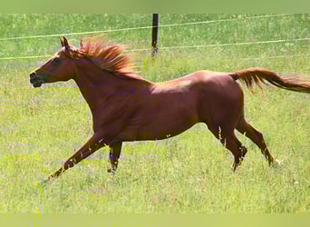 Vollblutaraber, Stute, 15 Jahre, 148 cm, Fuchs