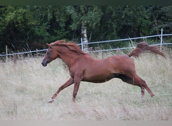 Vollblutaraber, Stute, 15 Jahre, 148 cm, Fuchs
