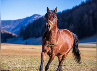 Vollblutaraber, Stute, 15 Jahre, 151 cm, Brauner